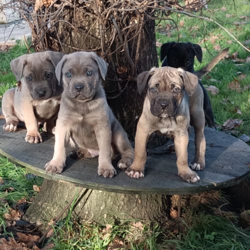 Magnifiques chiots type cane corso #2