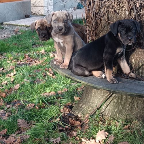 Magnifiques chiots type cane corso #0