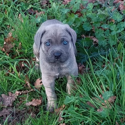 Magnifiques chiots type cane corso #5