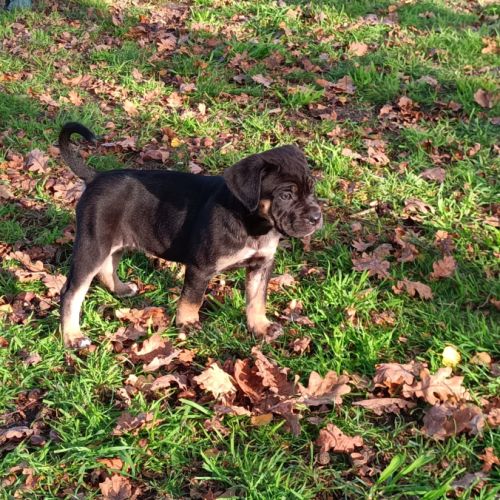 Magnifiques chiots type cane corso #7
