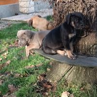 Magnifiques chiots type cane corso #1
