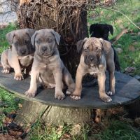 Magnifiques chiots type cane corso #2