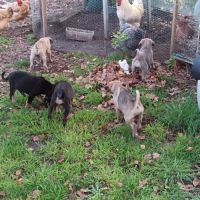 Magnifiques chiots type cane corso #4