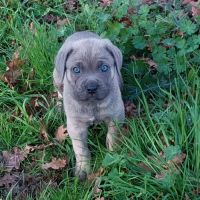 Magnifiques chiots type cane corso #5