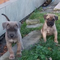 Magnifiques chiots type cane corso #6