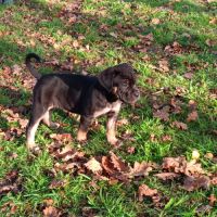 Magnifiques chiots type cane corso #7