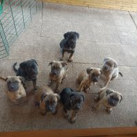 Magnifiques chiots type cane corso #8