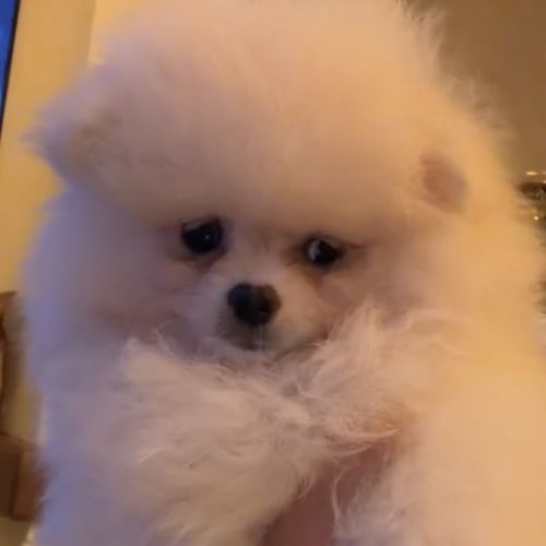 Spitz nain - pomeranien #1