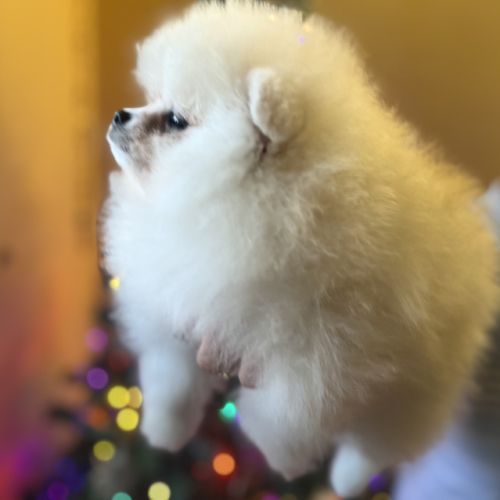 Spitz nain - pomeranien