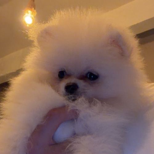 Spitz nain - pomeranien #0