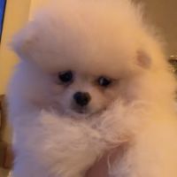 Spitz nain - pomeranien #1