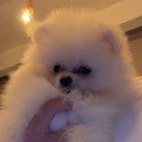 Spitz nain - pomeranien