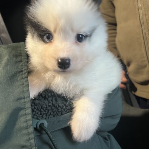 Pomsky/ husky #5