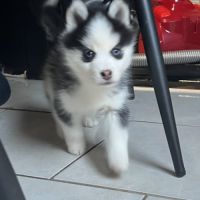 Pomsky/ husky #1