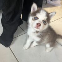 Pomsky/ husky