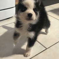 Pomsky/ husky #4