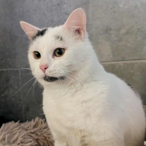 Oreo à l'adoption #2