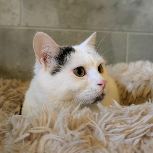 Oreo à l'adoption #4