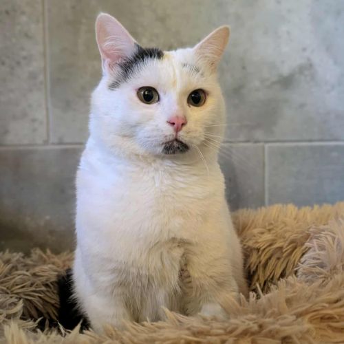 Oreo à l'adoption #6