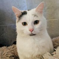 Oreo à l'adoption #1