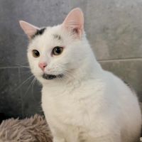 Oreo à l'adoption #2