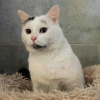 Oreo à l'adoption #3