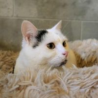 Oreo à l'adoption #4