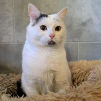 Oreo à l'adoption #6