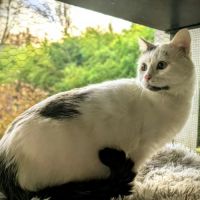 Oreo à l'adoption #7