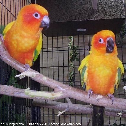 Perruches soleil jeunes de l'année