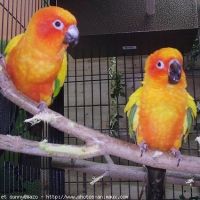 Perruches soleil jeunes de l'année