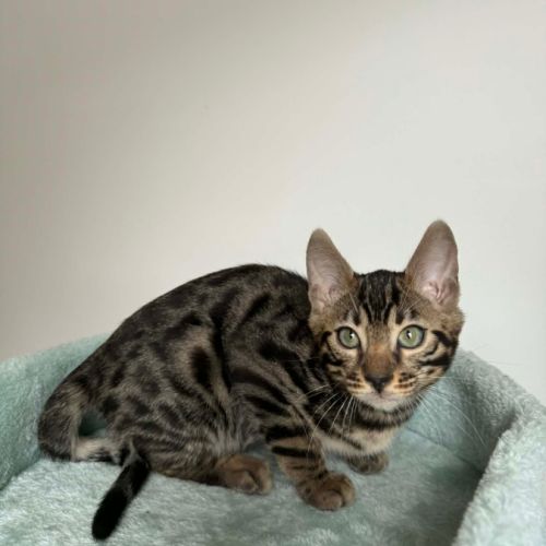 Chaton bengal #4