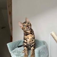 Chaton bengal