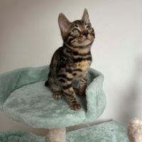 Chaton bengal #3