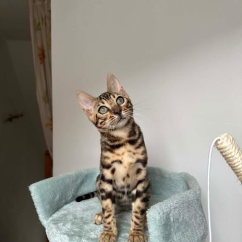 Chaton bengal #1