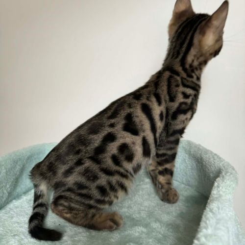 Chaton bengal