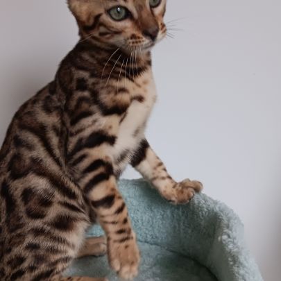 Chaton bengal #4