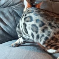 Chaton bengal #5