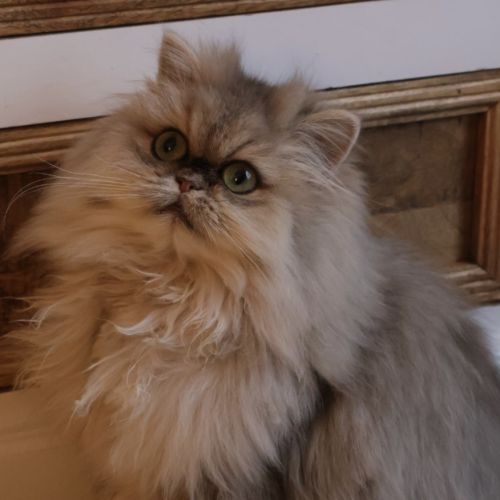 Anastasia cherche une nouvelle famille ! #3