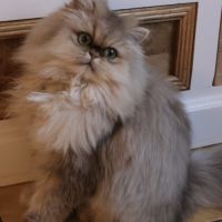 Anastasia cherche une nouvelle famille !