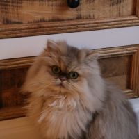 Anastasia cherche une nouvelle famille ! #2