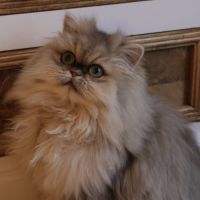 Anastasia cherche une nouvelle famille ! #3