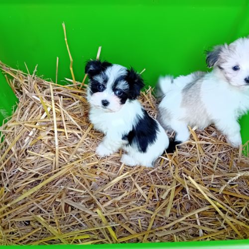 Magnifiques chiots bichons havanais bicolores #0
