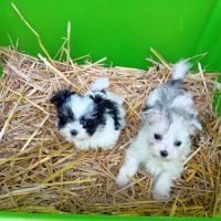 Magnifiques chiots bichons havanais bicolores #2