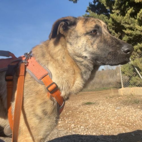 Je suis dana, une jeune mastine au cœur immense 🌟 #1