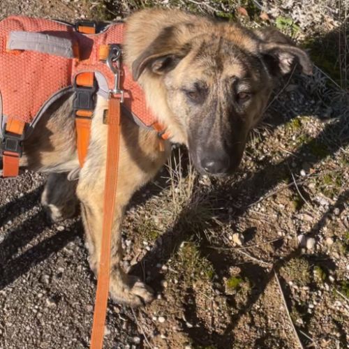 Je suis dana, une jeune mastine au cœur immense 🌟 #3