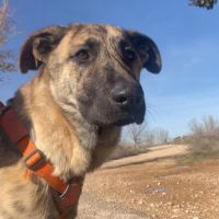 Je suis dana, une jeune mastine au cœur immense 🌟