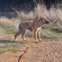 Je suis dana, une jeune mastine au cœur immense 🌟 #4