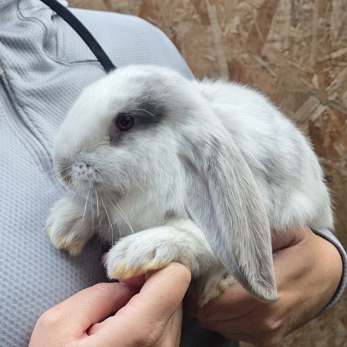 Lapin bélier géant français #1