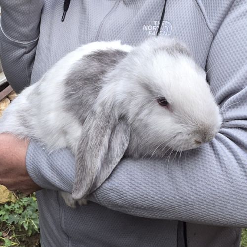 Lapin bélier géant français #2